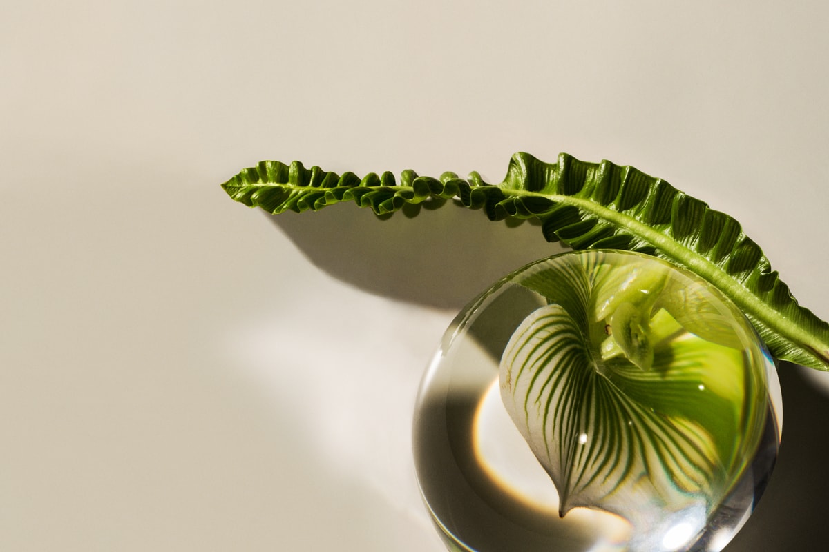 Green leaf and crystal ball.